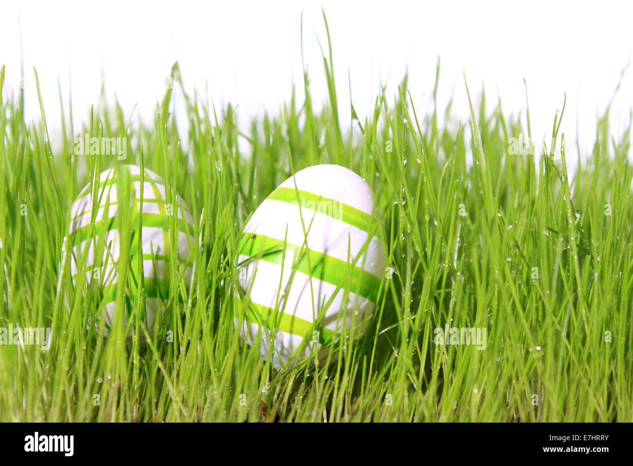 easter eggs green and white in meadow with white background Stock Photo ...