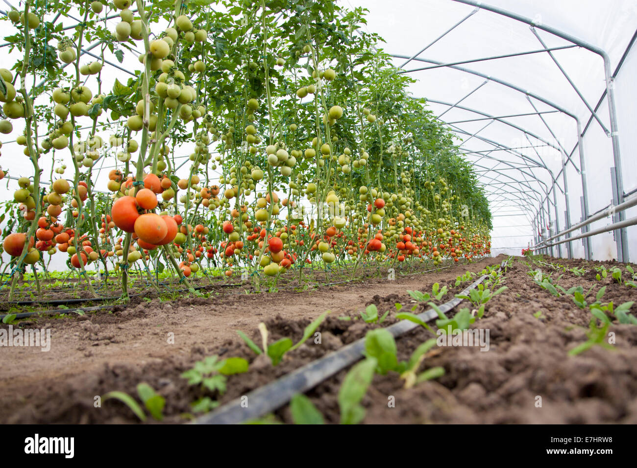 A lot of red and green tomatoes in a greenhouse and some green leaves ...