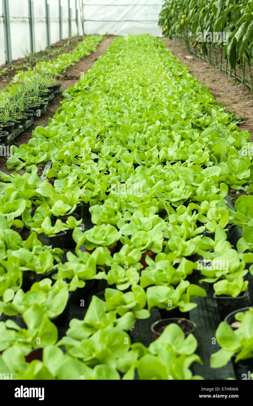 A lot of salad in a greenhouse Stock Photo