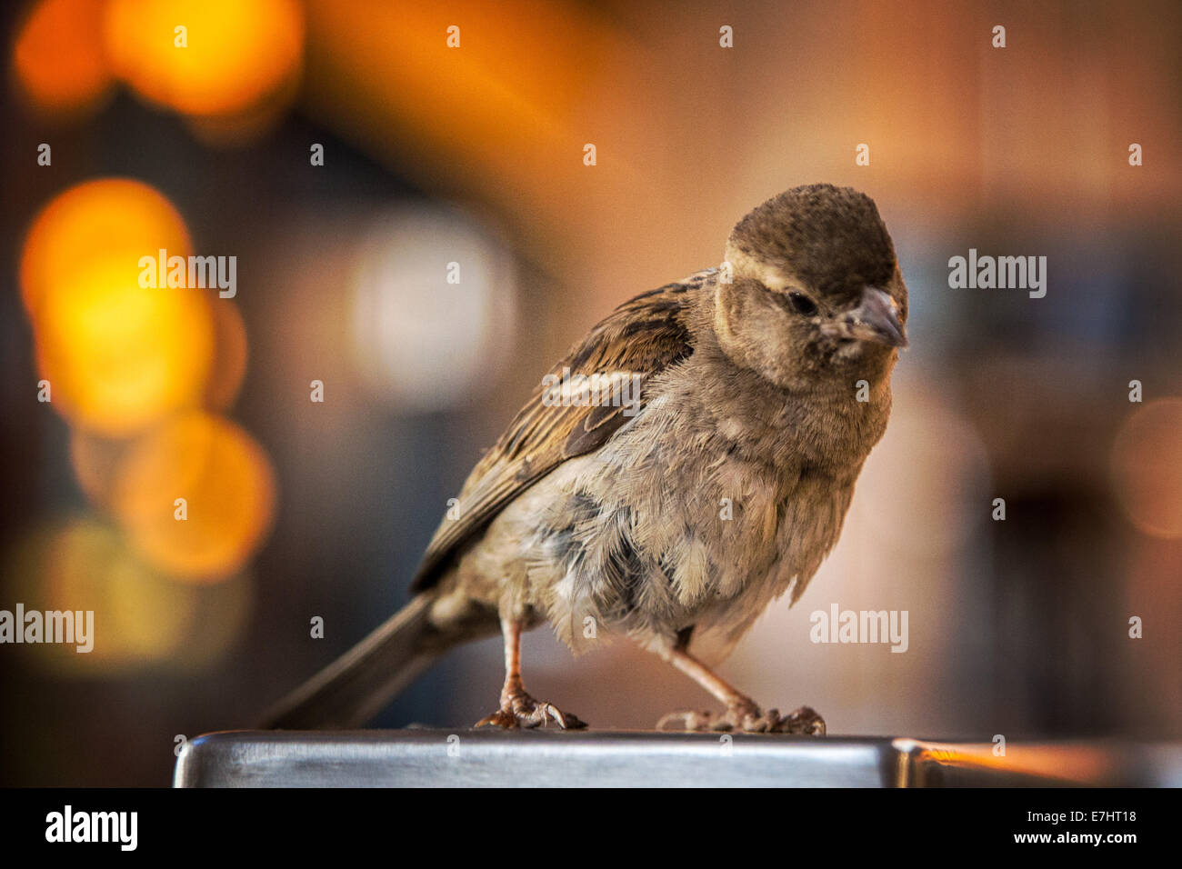 Sparrow sitting with head tilted looking down Stock Photo