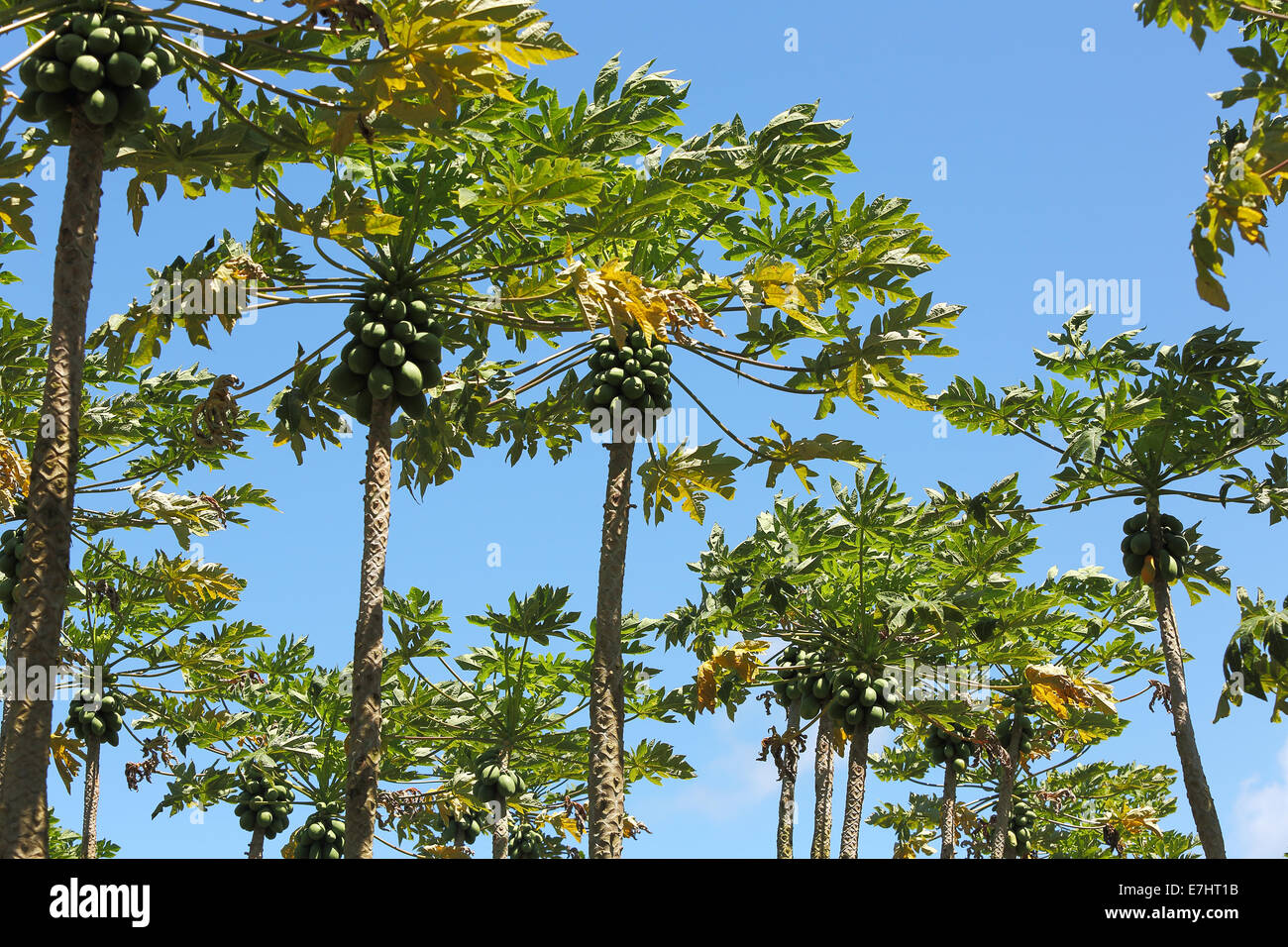 A grove of papaya trees growing in the tropical climate of Hawaii Stock
