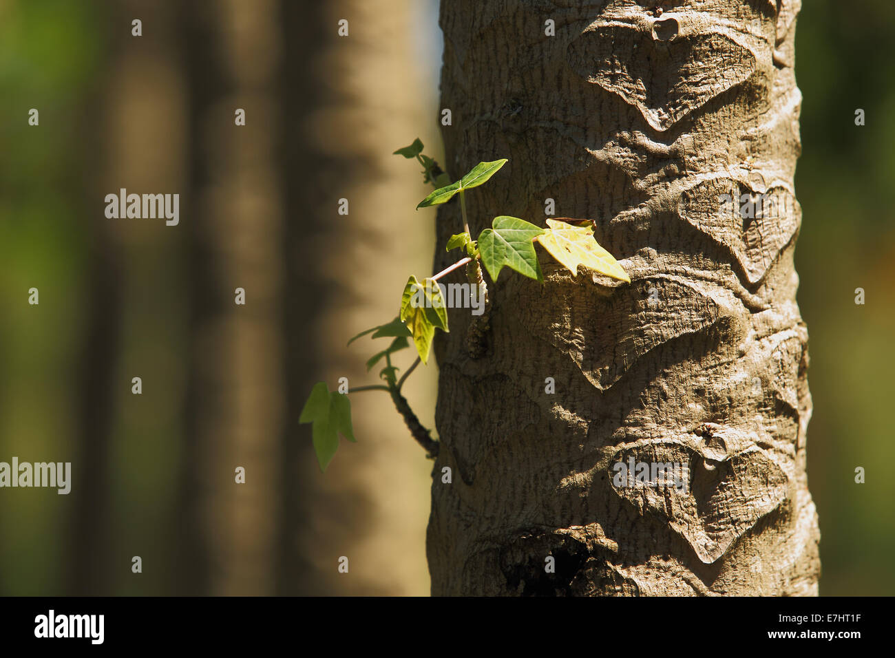 A grove of papaya trees growing in the tropical climate of Hawaii Stock