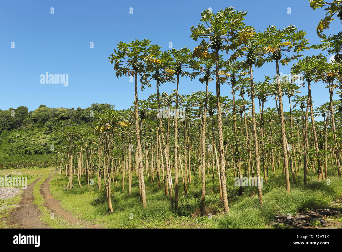 A grove of papaya trees growing in the tropical climate of Hawaii Stock