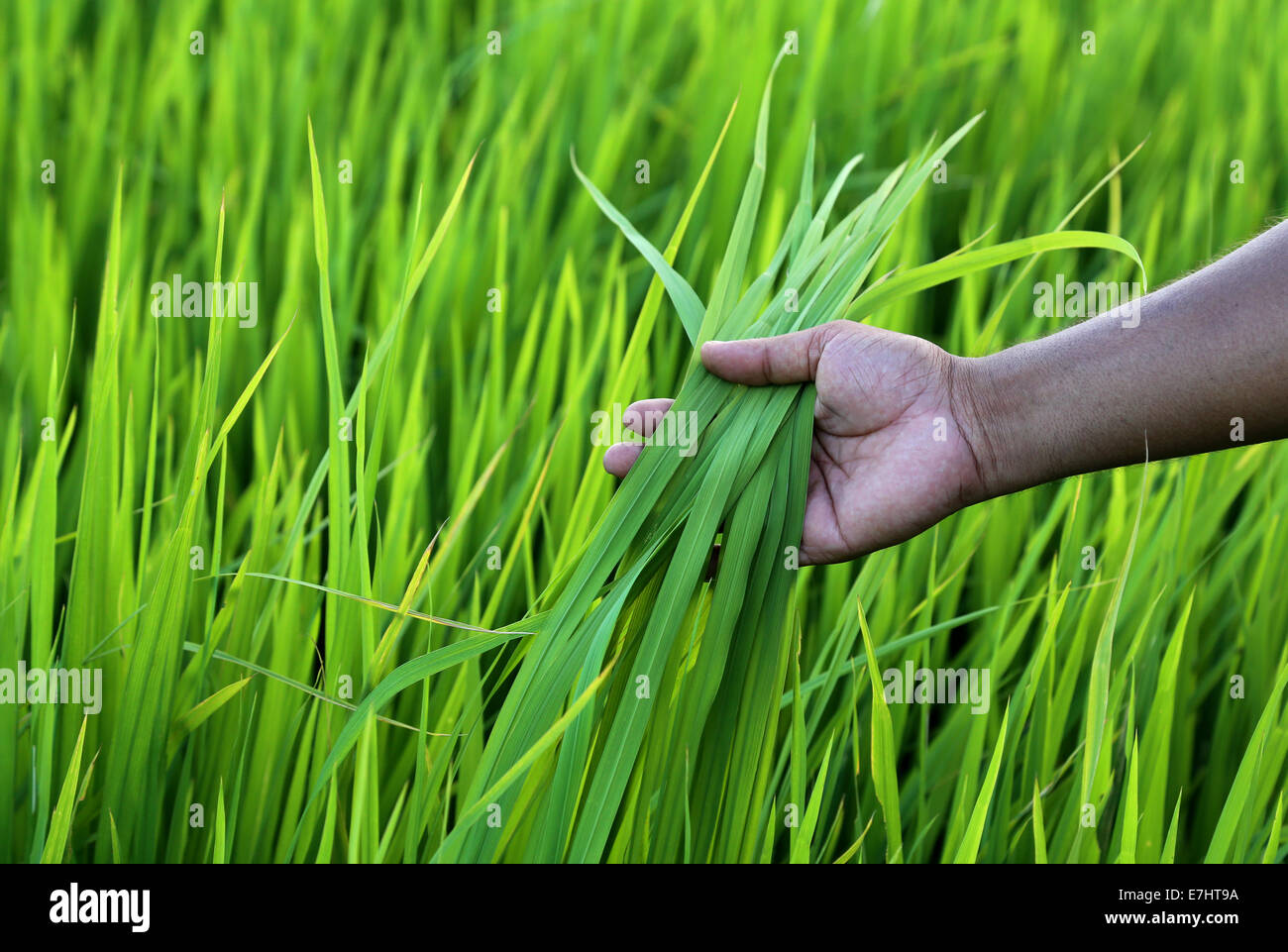 Green rice field with farmer hand in Bangladesh Stock Photo