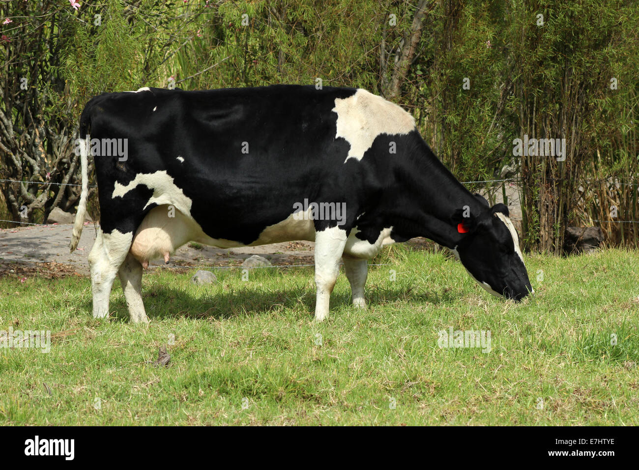 Holstein cow grazing hi-res stock photography and images - Alamy