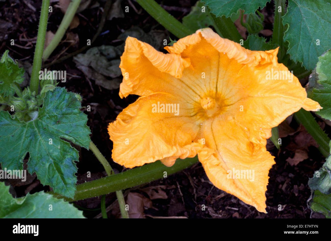 bright yellow zucchini flower growing on vine Stock Photo Alamy