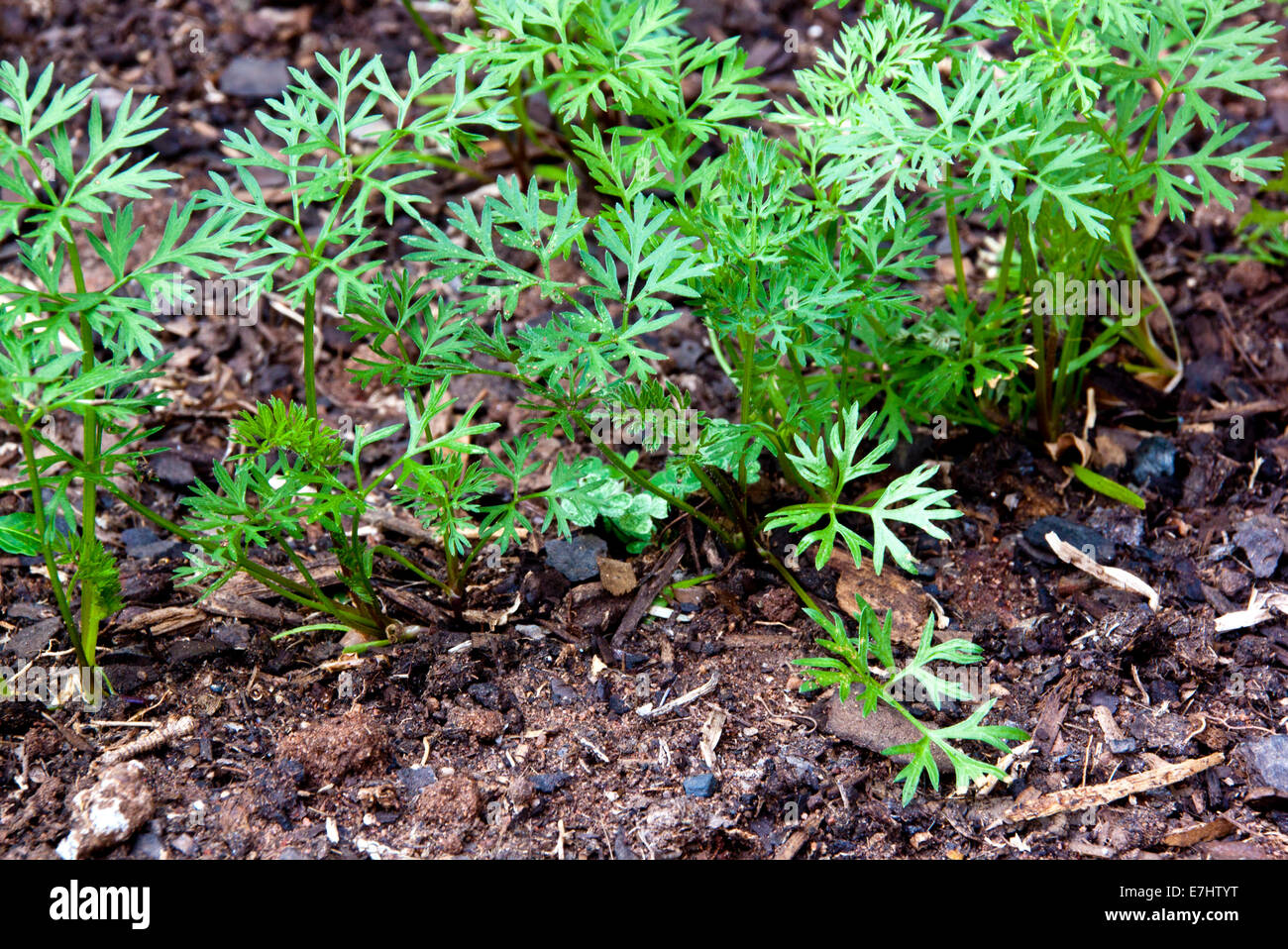 young sprouting carrot seedlings growing in rich soil Stock Photo Alamy
