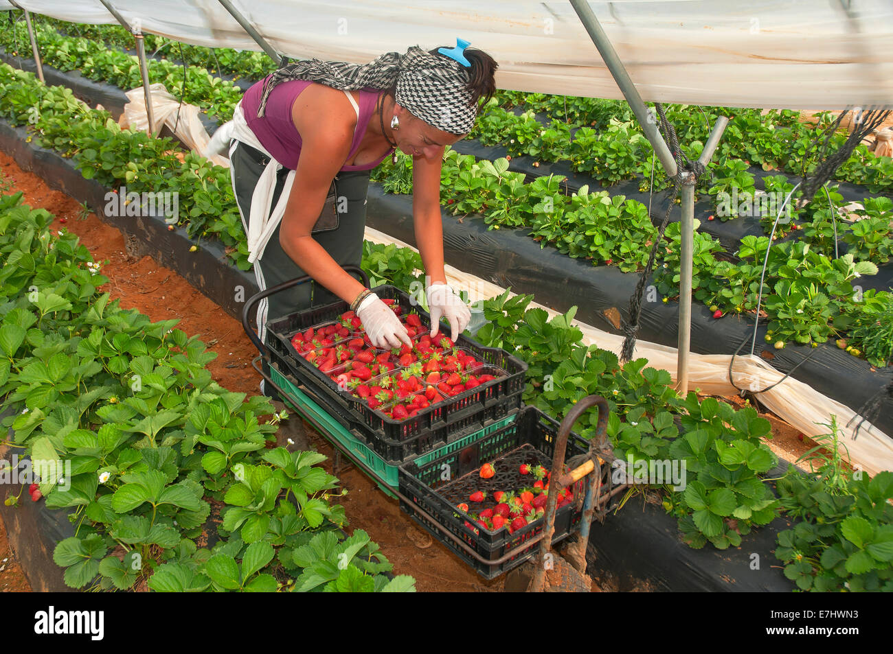 Boxes strawberries hires stock photography and images Alamy