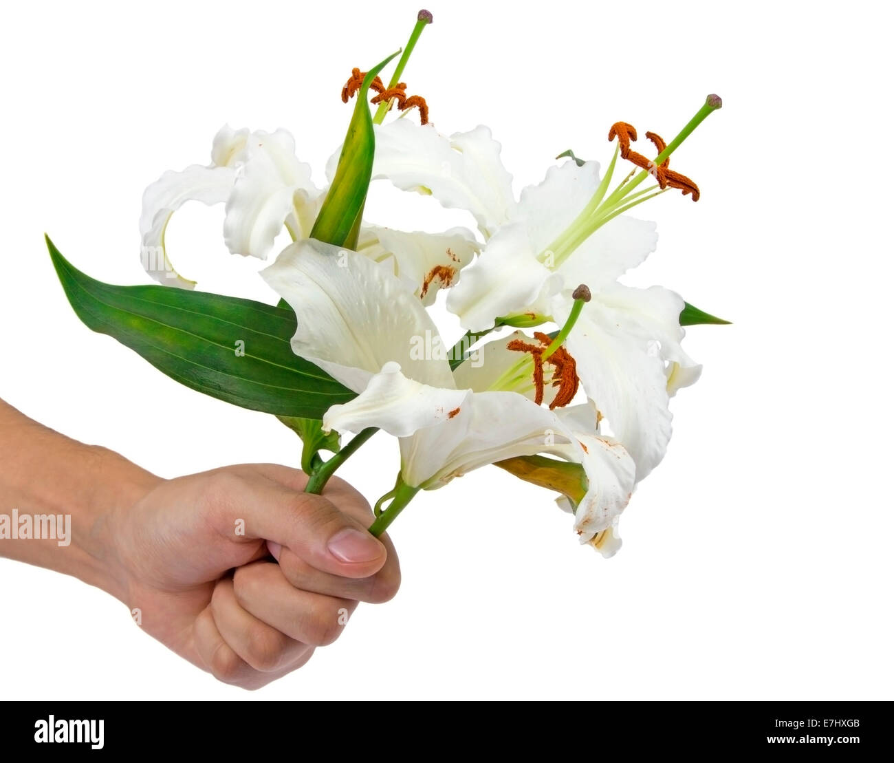 Bouquet of white lily in hand isolated over white Stock Photo