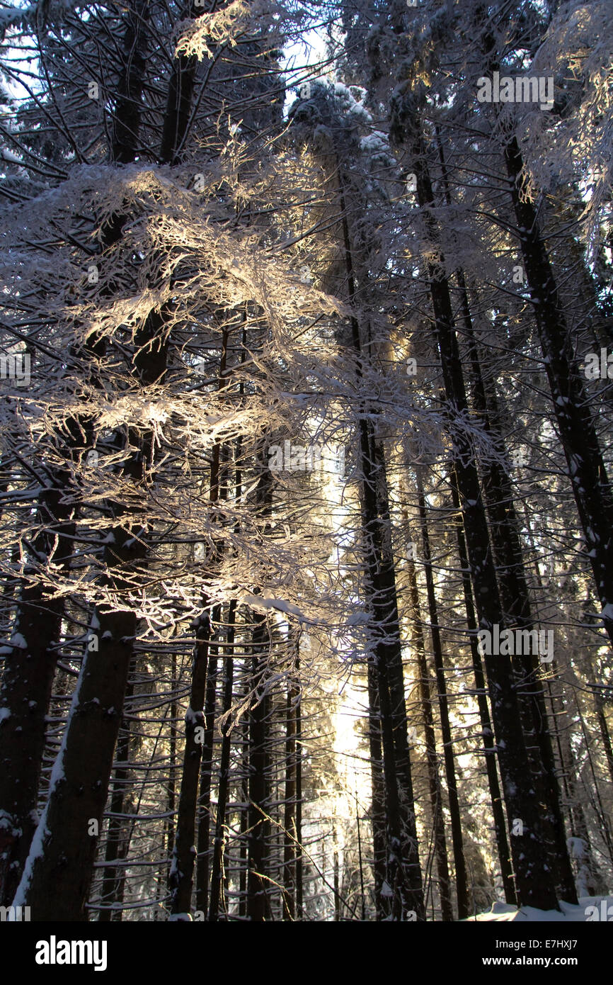 Trees in winter and light through them Stock Photo