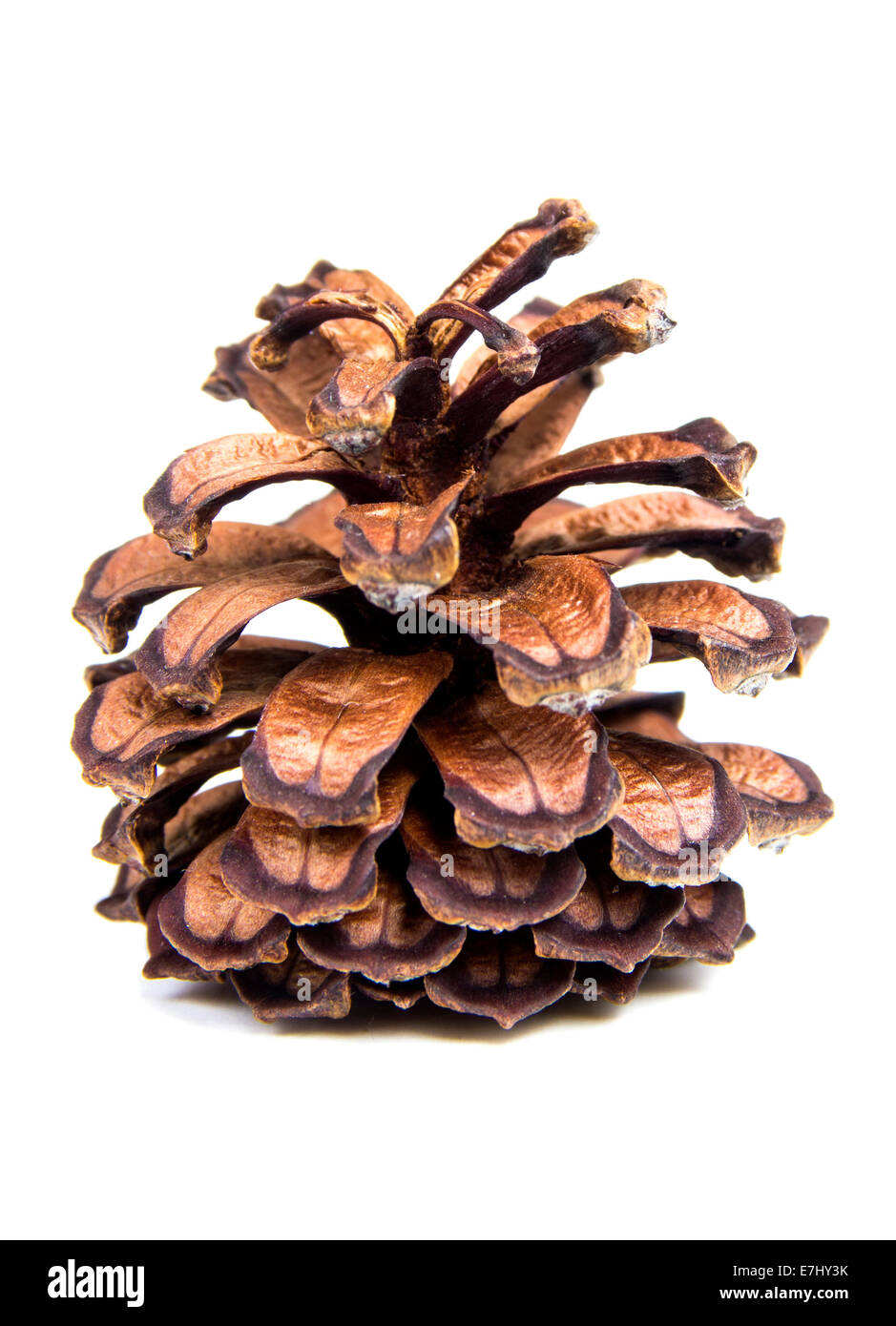Fir-cone isolated on the white background Stock Photo