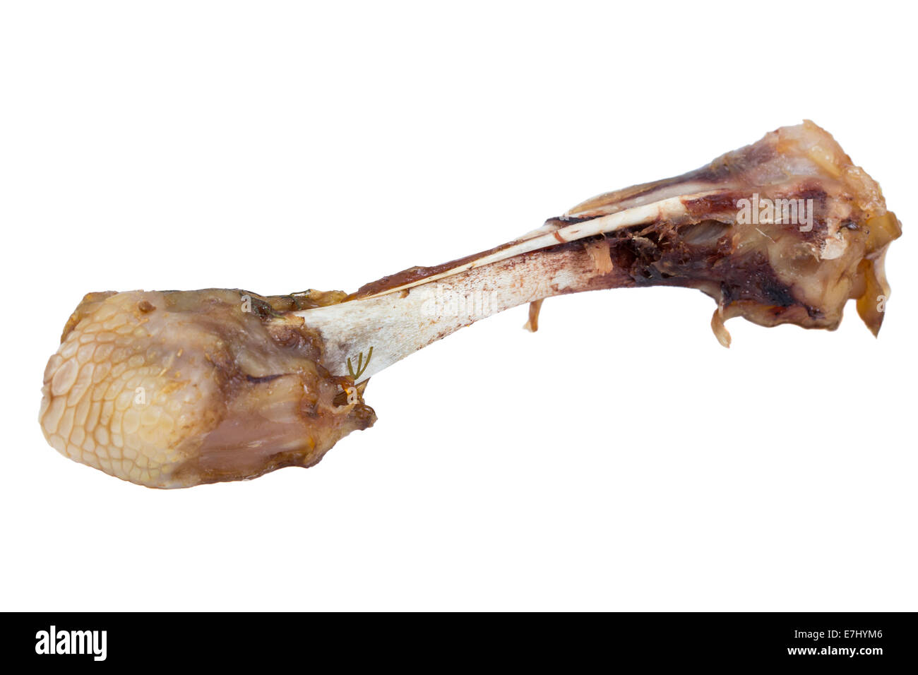 chewing chicken bones