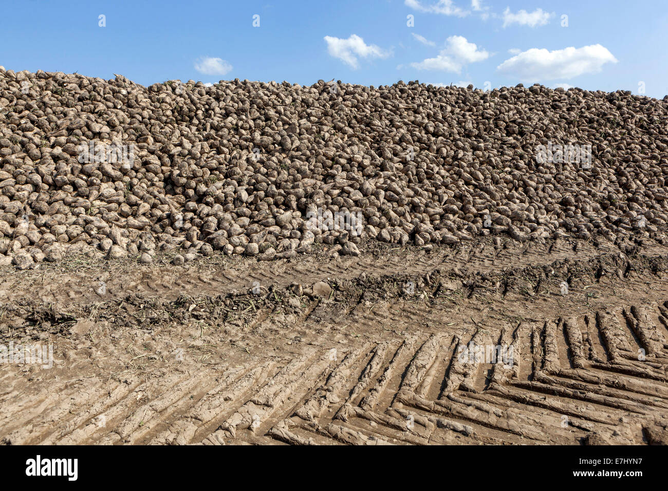 A pile of harvested Sugar Beet, tire tracks in dirt Czech Republic, Europe Stock Photo