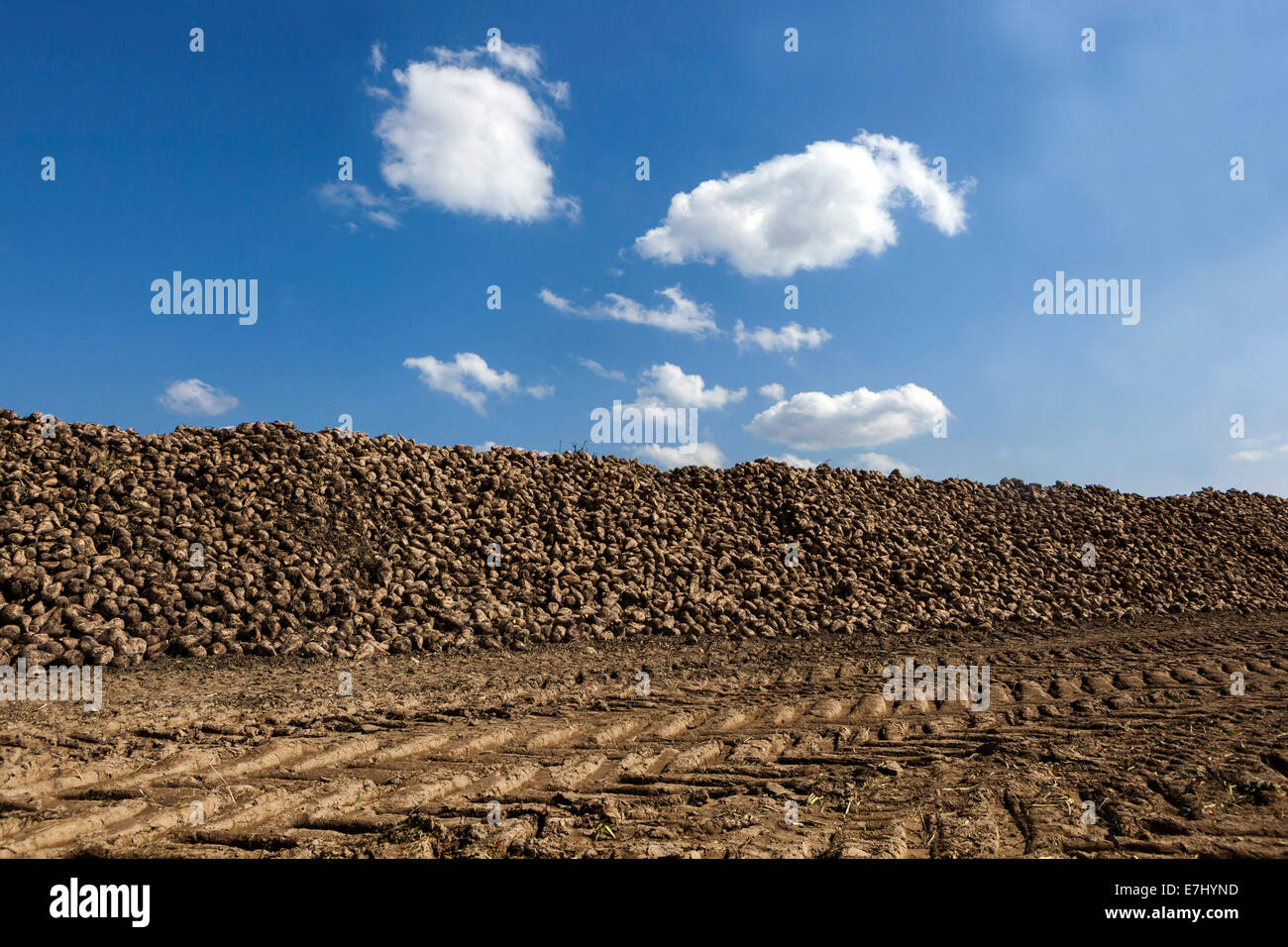 Sugar Beet harvest, pile heap on-field Czech Republic, Europe Stock Photo