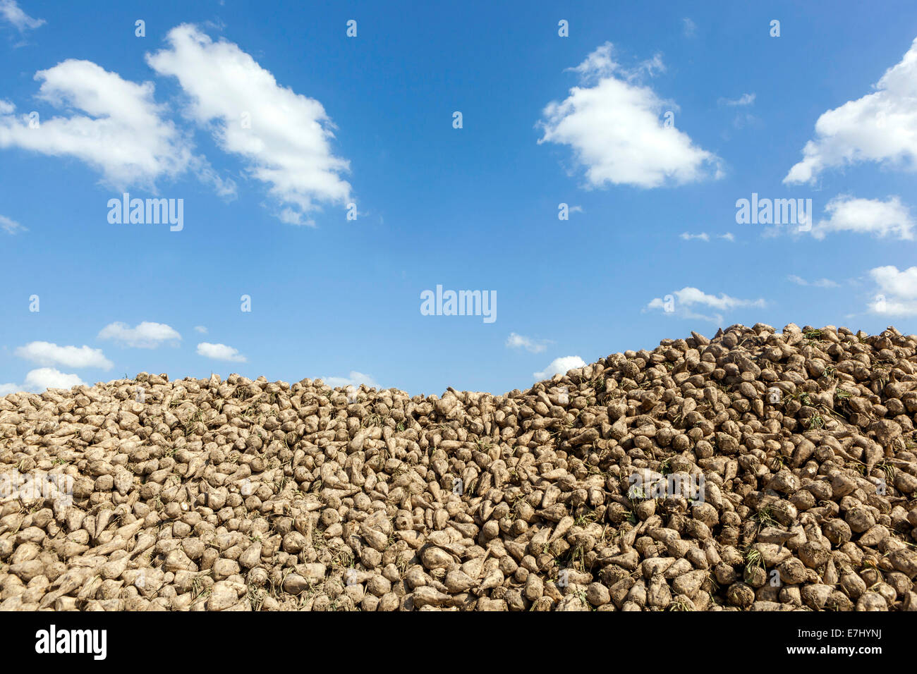 Pile, heap of Sugar Beet, Europe sugar beets pile Stock Photo