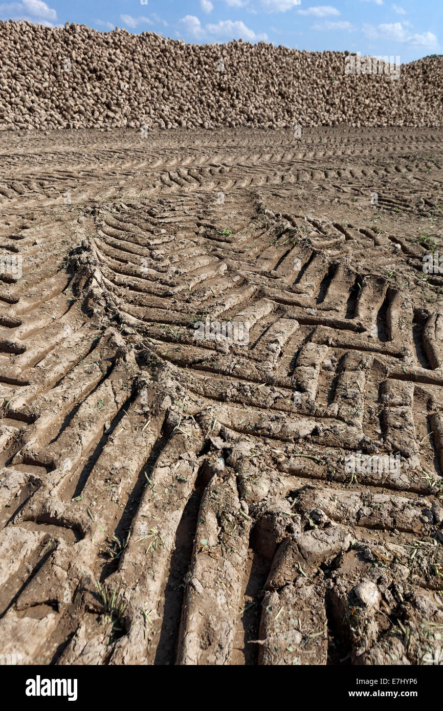 A pile of harvested Sugar Beet, Czech Republic, Europe Wheel prints Tractor tracks Stock Photo