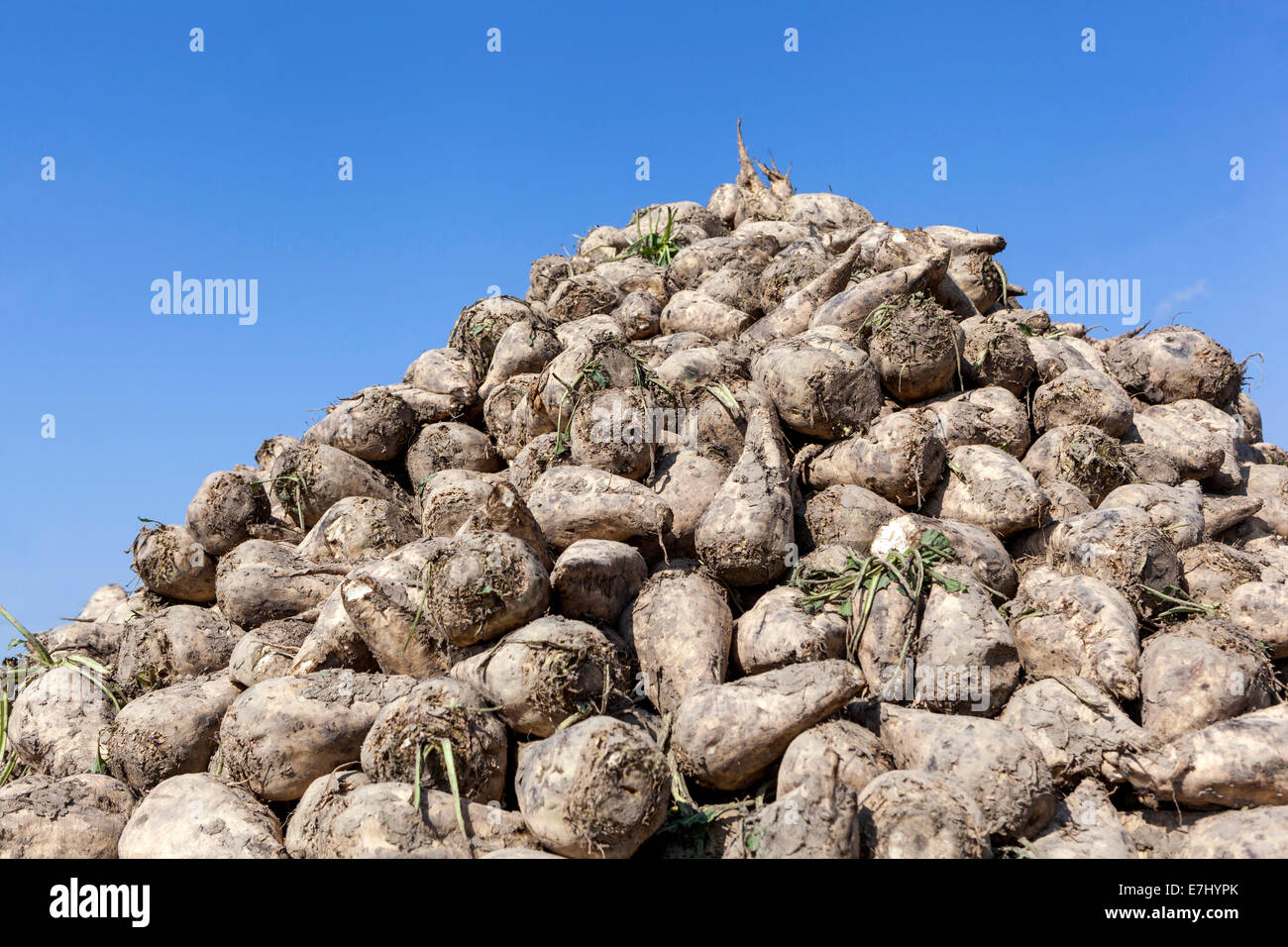 Pile of harvested roots Sugar Beet, Beta vulgaris heap Stock Photo
