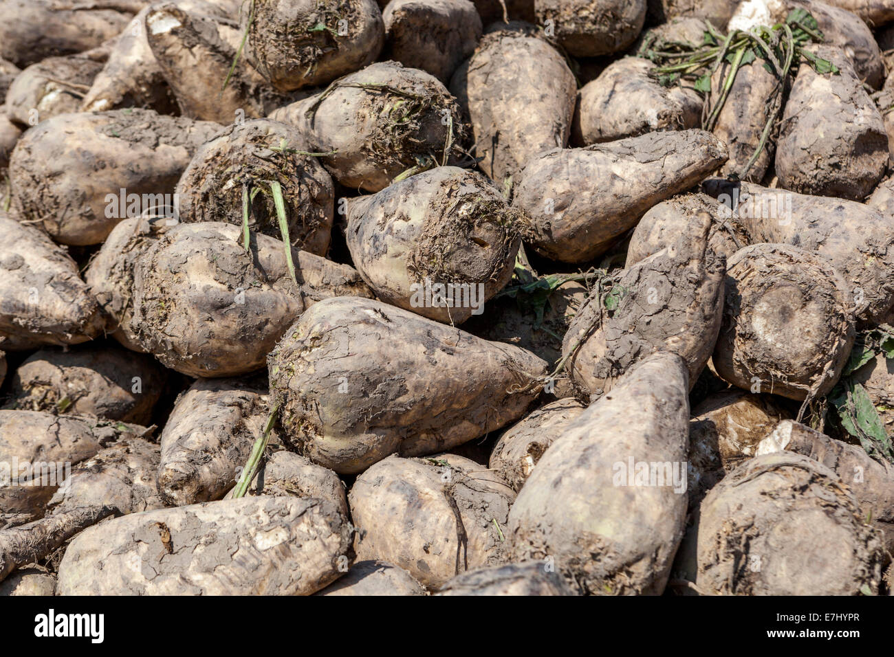 Pile of harvested Sugar Beet roots tubers Stock Photo