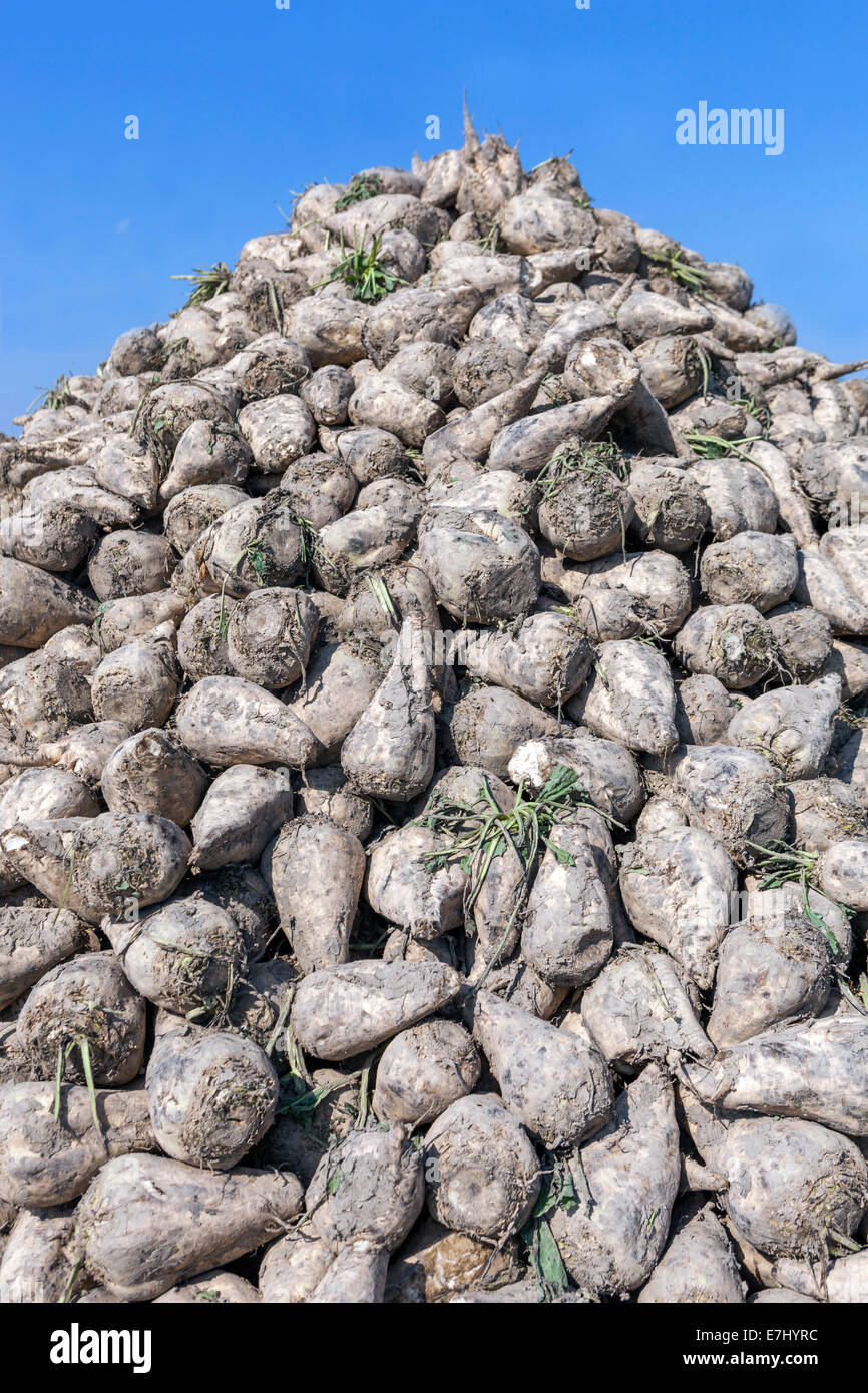 Pile of harvested Sugar Beet, Czech Republic, Europe Stock Photo