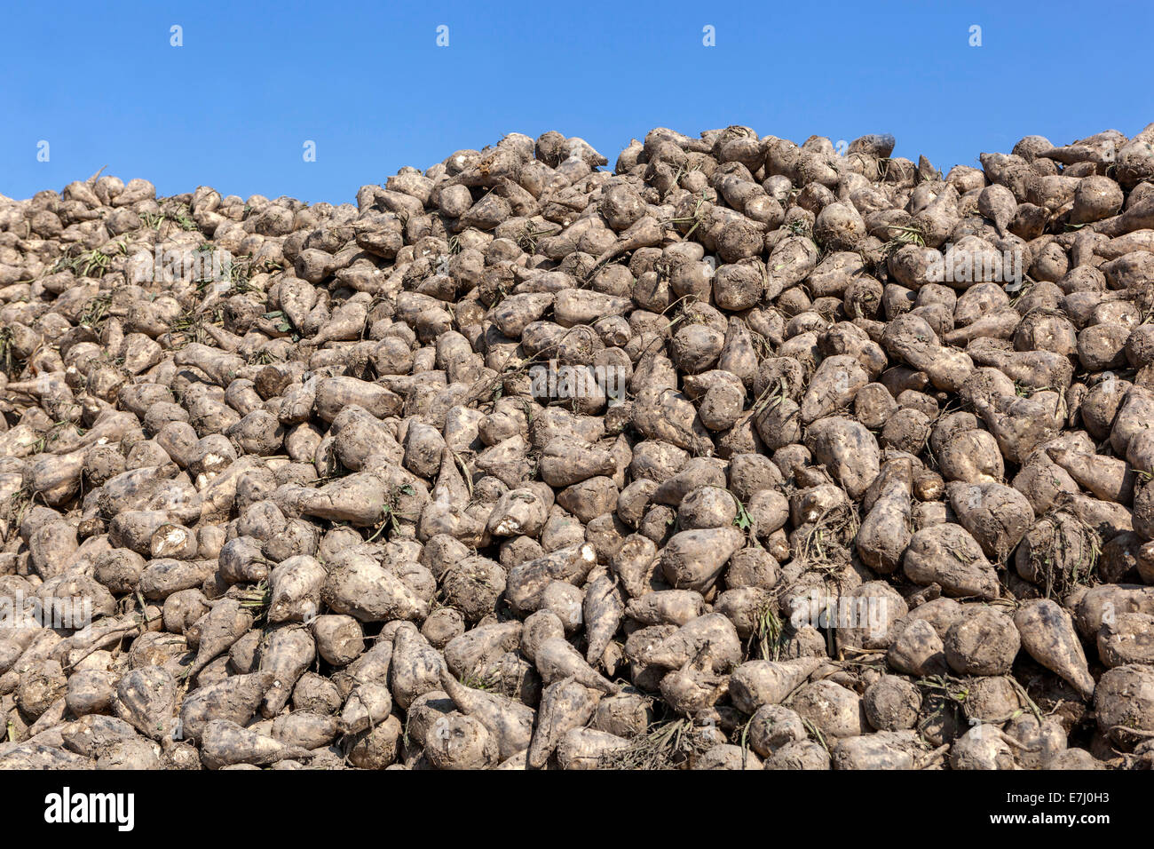 Pile of harvested Sugar Beet, Czech Republic, Europe Stock Photo