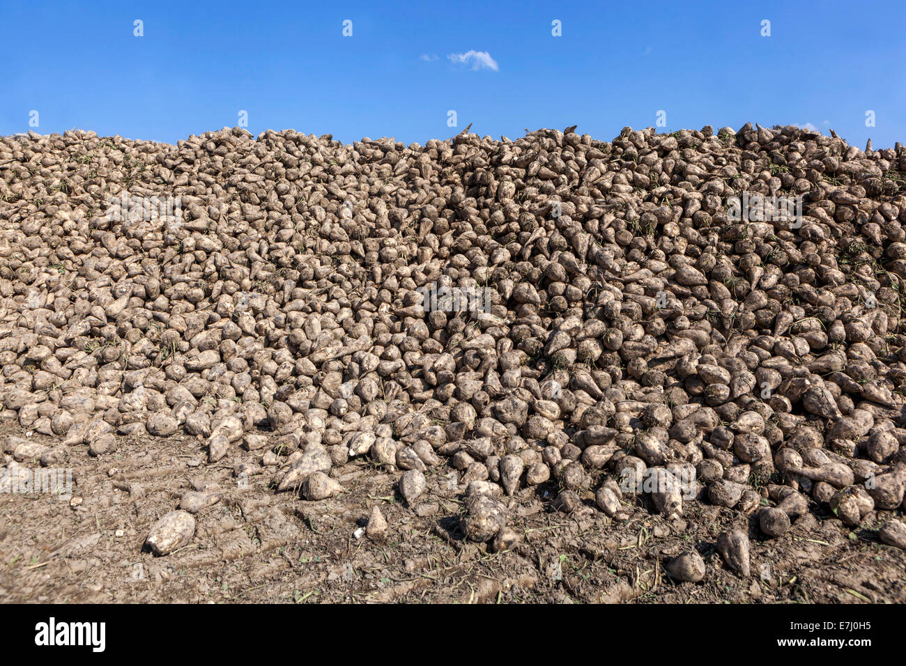 A pile of harvested Sugar Beet, Czech Republic, Europe Stock Photo