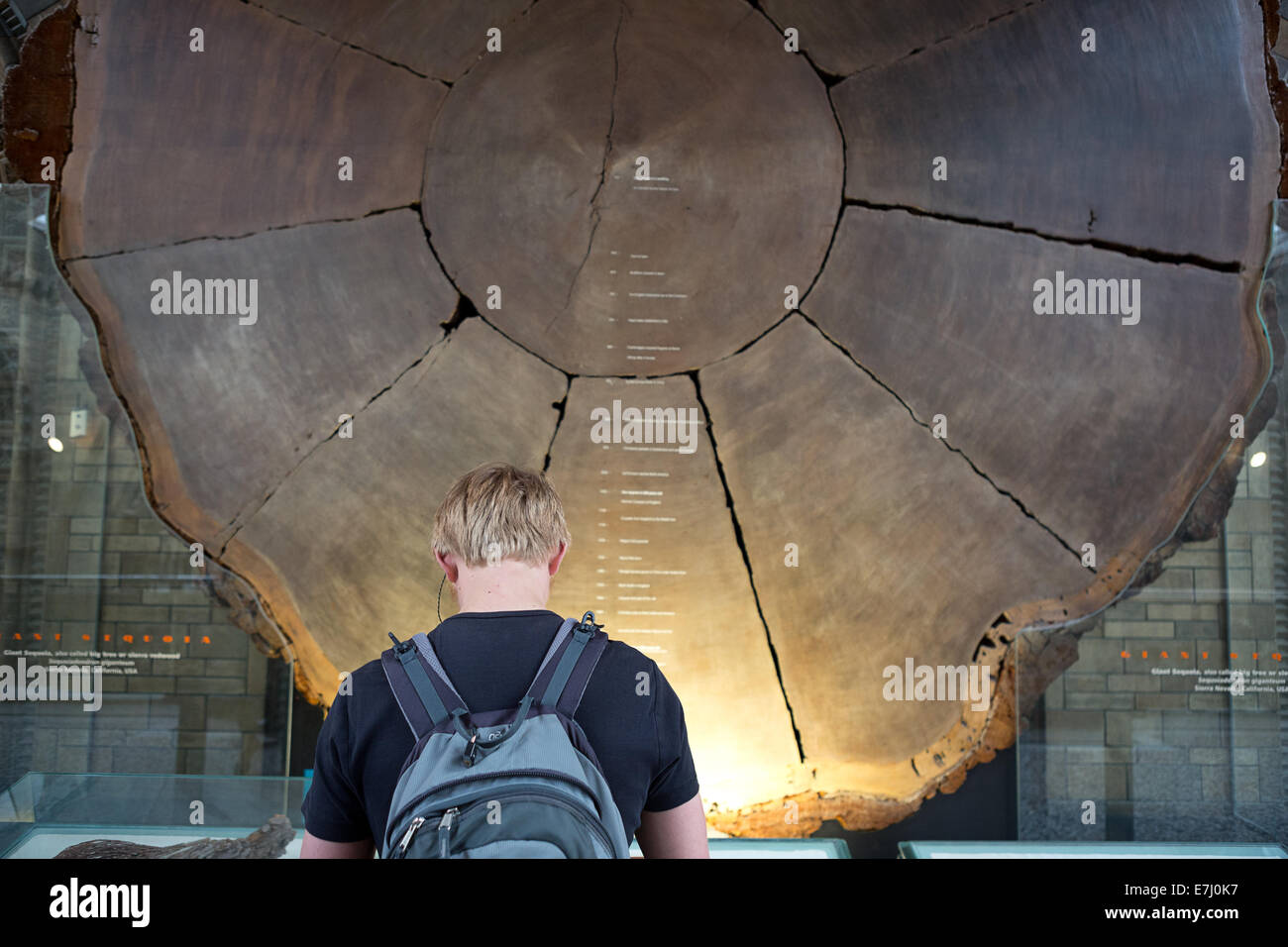 Natural History Museum, London. Stock Photo