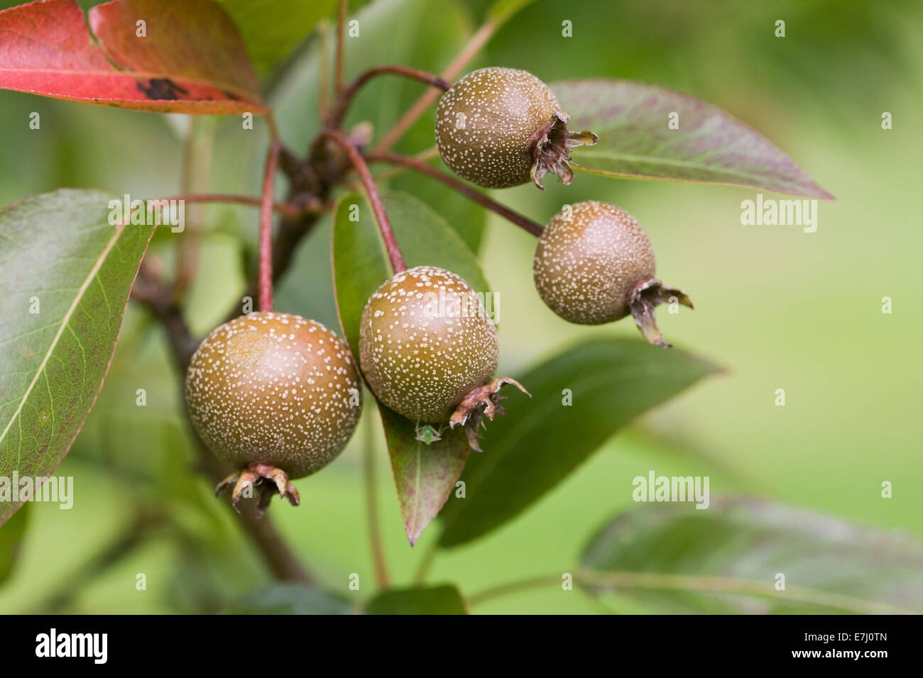 Pyrus pashia fruit. Wild Himalayan pear. Stock Photo
