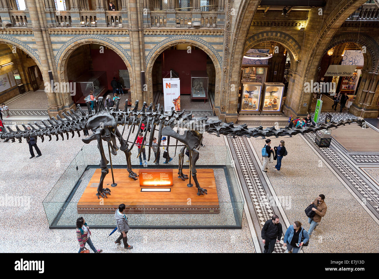 Natural History Museum, London. Stock Photo