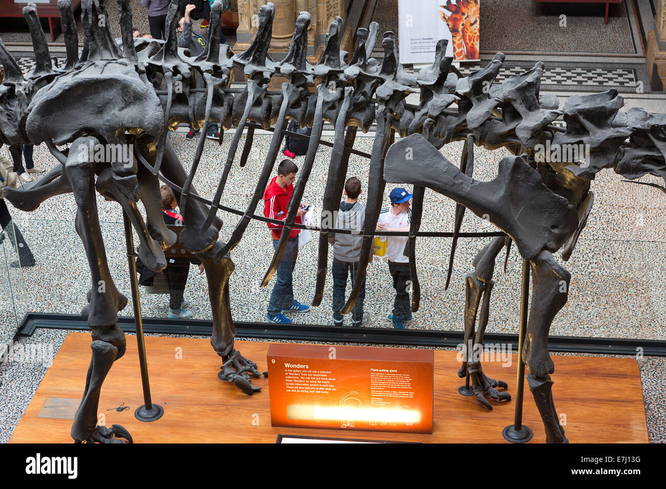 Natural History Museum, London. Stock Photo