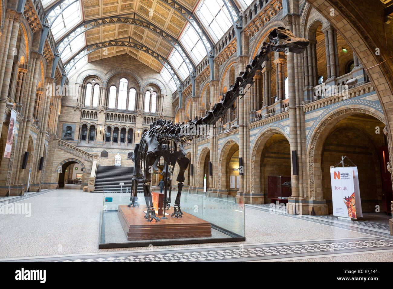 The Dippy skeleton in the Natural History Museum, London. Stock Photo
