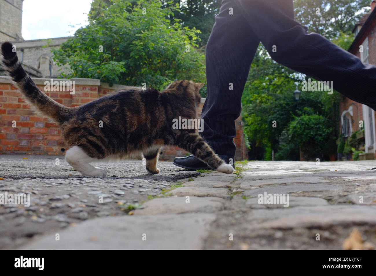 Man runs past a startled cat in the street Stock Photo