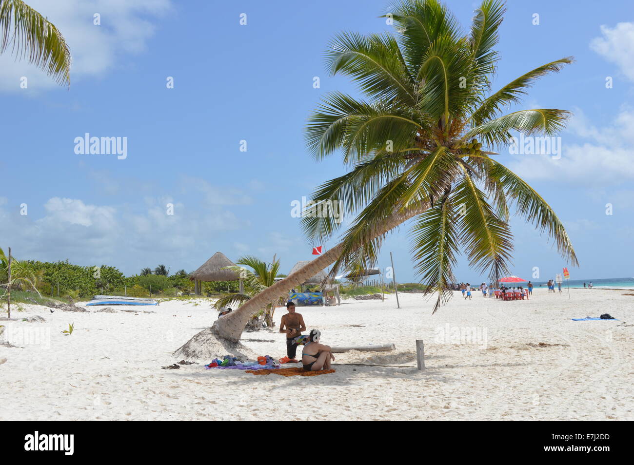 tulum palm tree