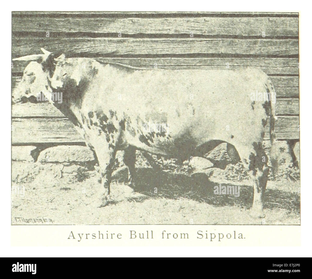 MECHELIN(1894) p191 Ayrshire Bull from Sippola Stock Photo Alamy