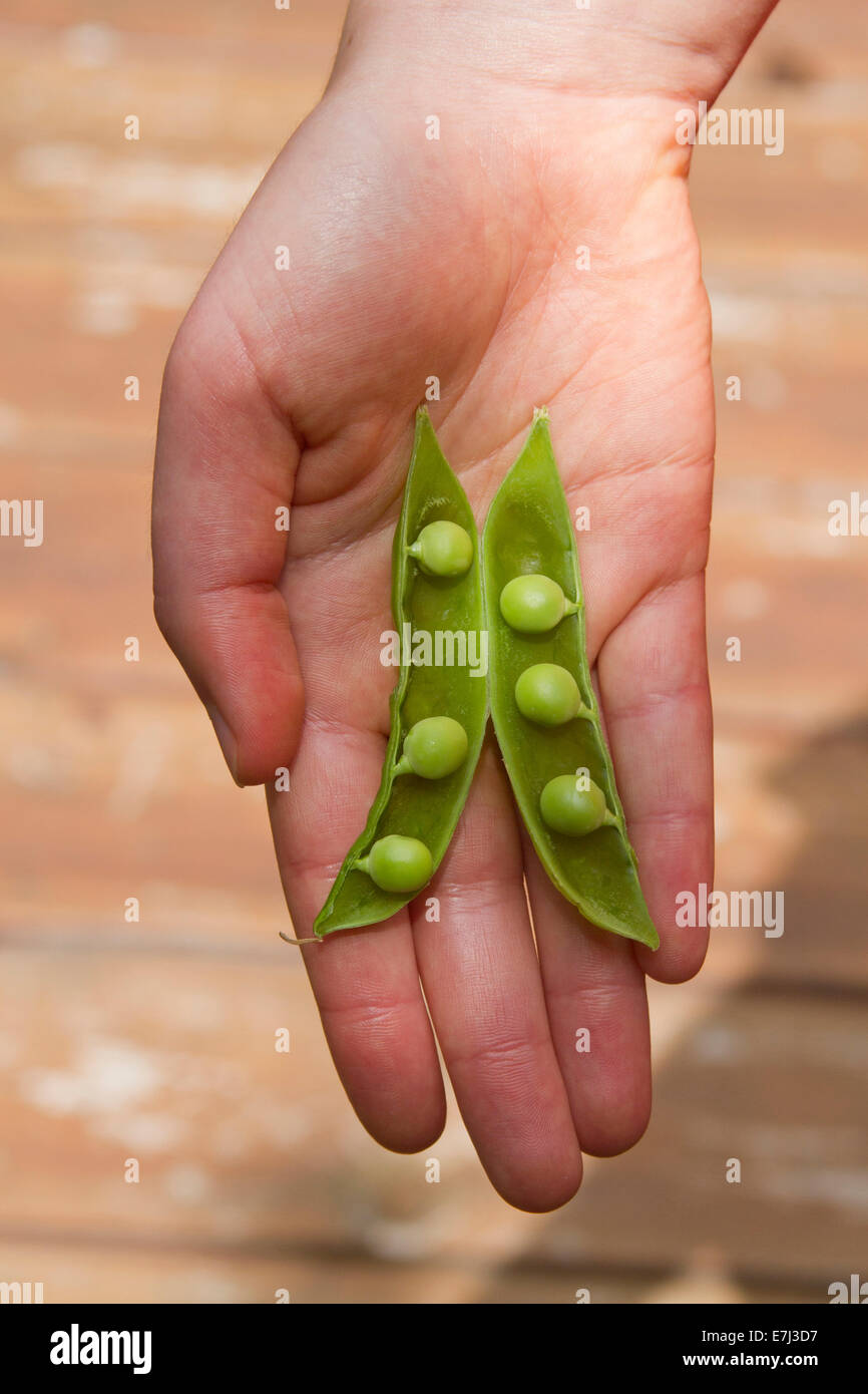 Close up of a hand holding an open pod of freshly picked peas with one missing in summer Stock Photo