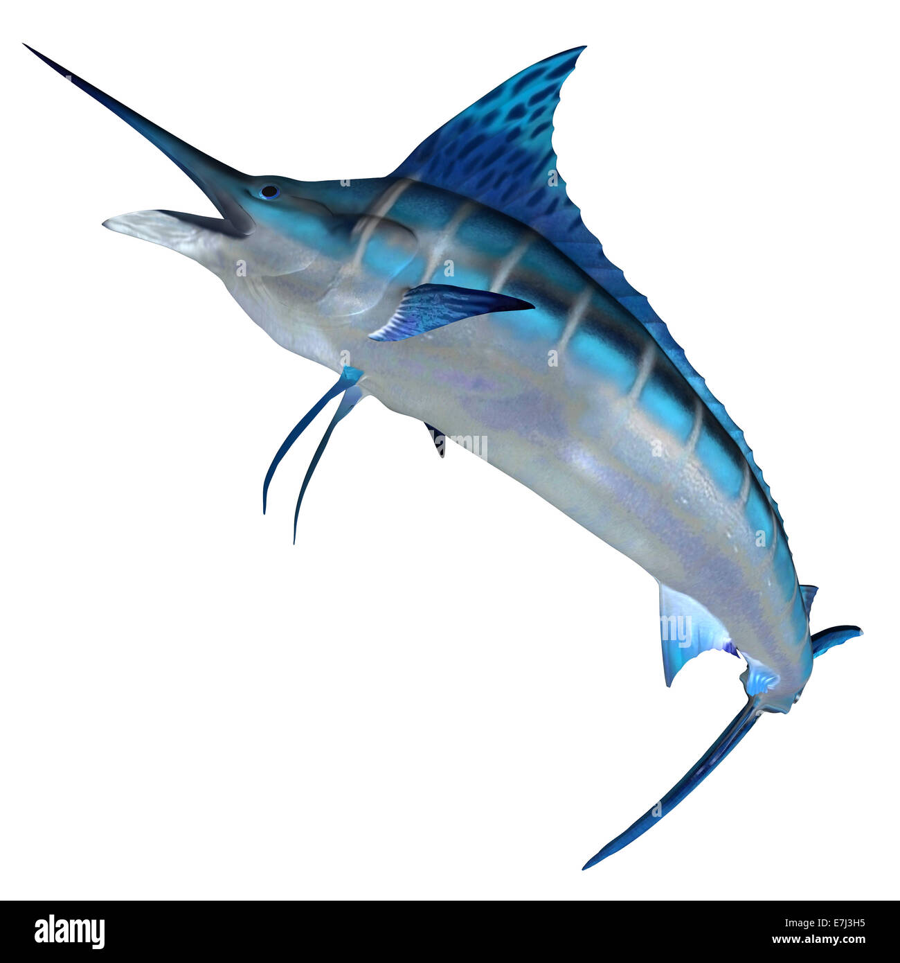 The Blue Marlin is a predator and a favorite game fish of deep sea anglers. Stock Photo