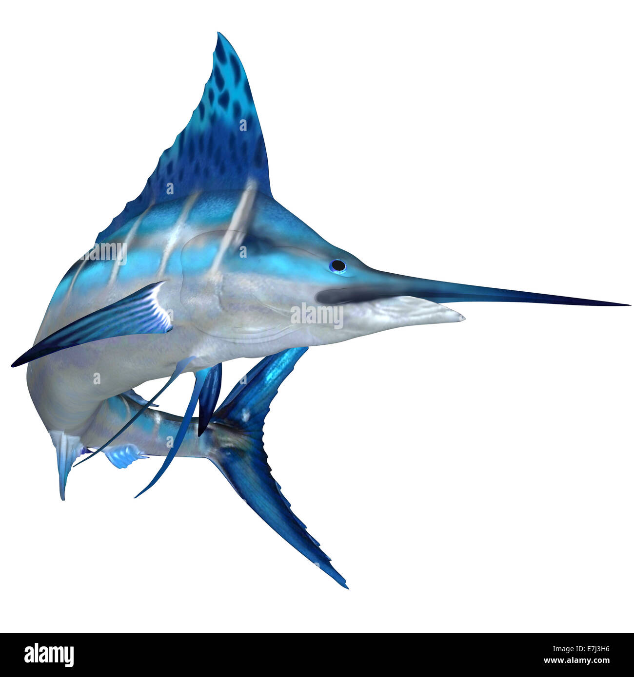 The Blue Marlin is a predator and a favorite game fish of deep sea anglers. Stock Photo