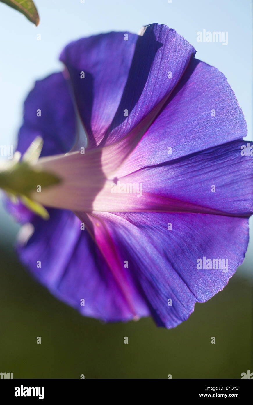 Ipomoea / Morning glory flower back lit by the sun Stock Photo