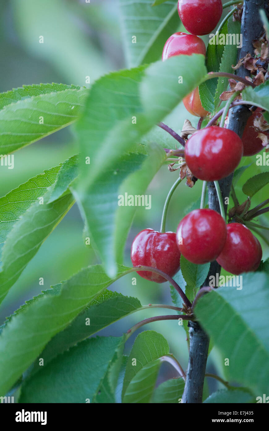 Cherries growing on the tree Stock Photo Alamy