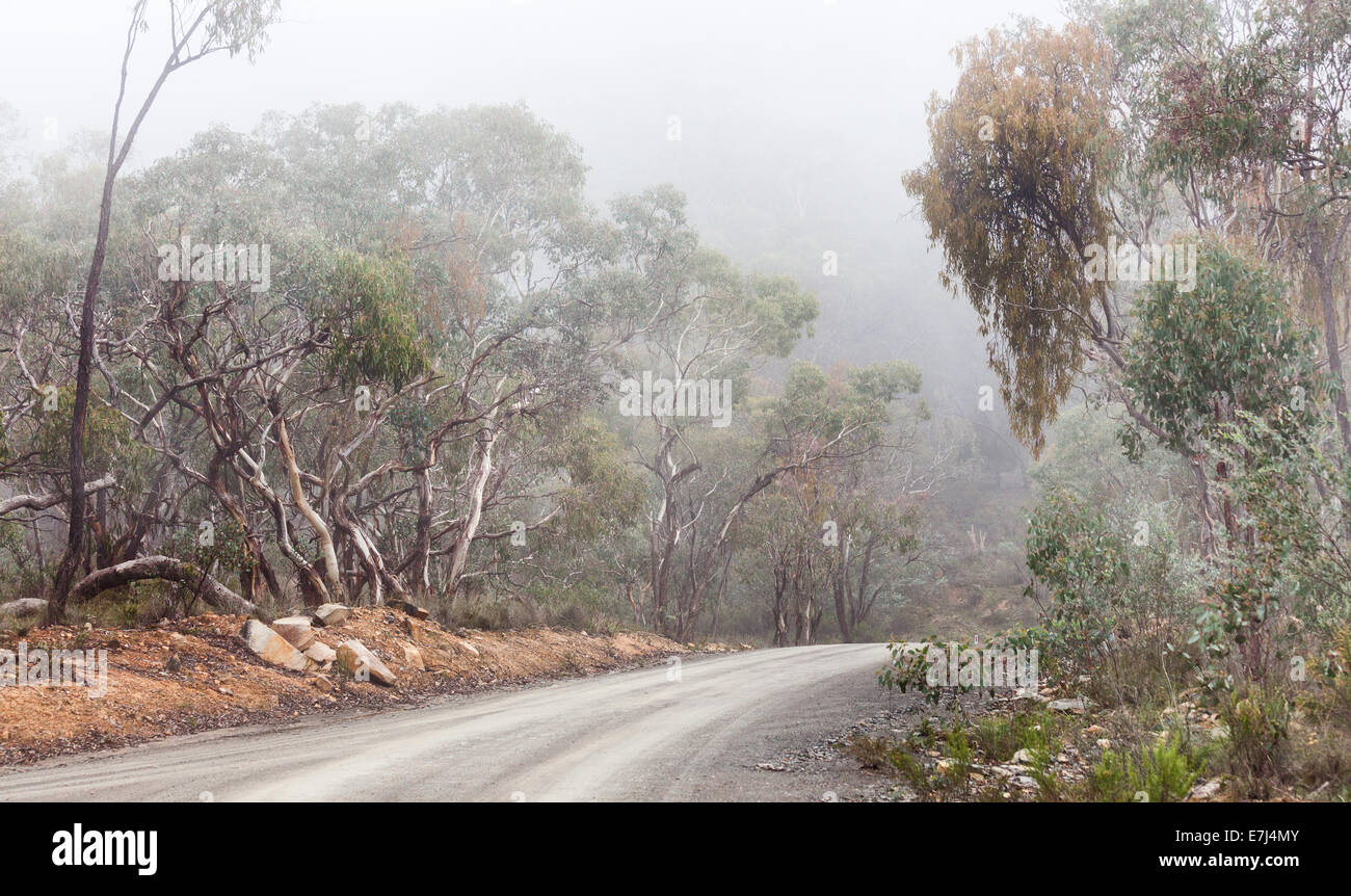 Australian bush track covered in mist Stock Photo