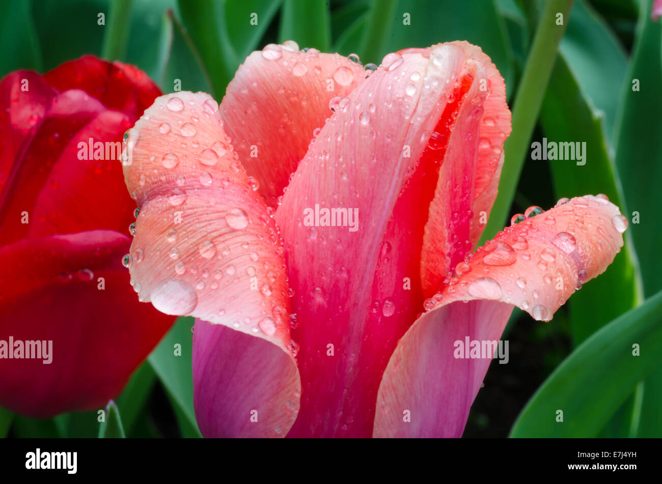 Pink Tulip after a spring rain Stock Photo - Alamy