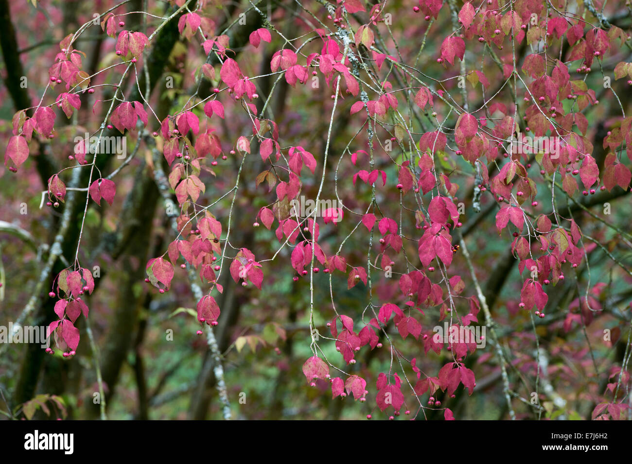 Euonymus oxyphyllus. Korean Spindle Tree seed pods and seeds Stock Photo