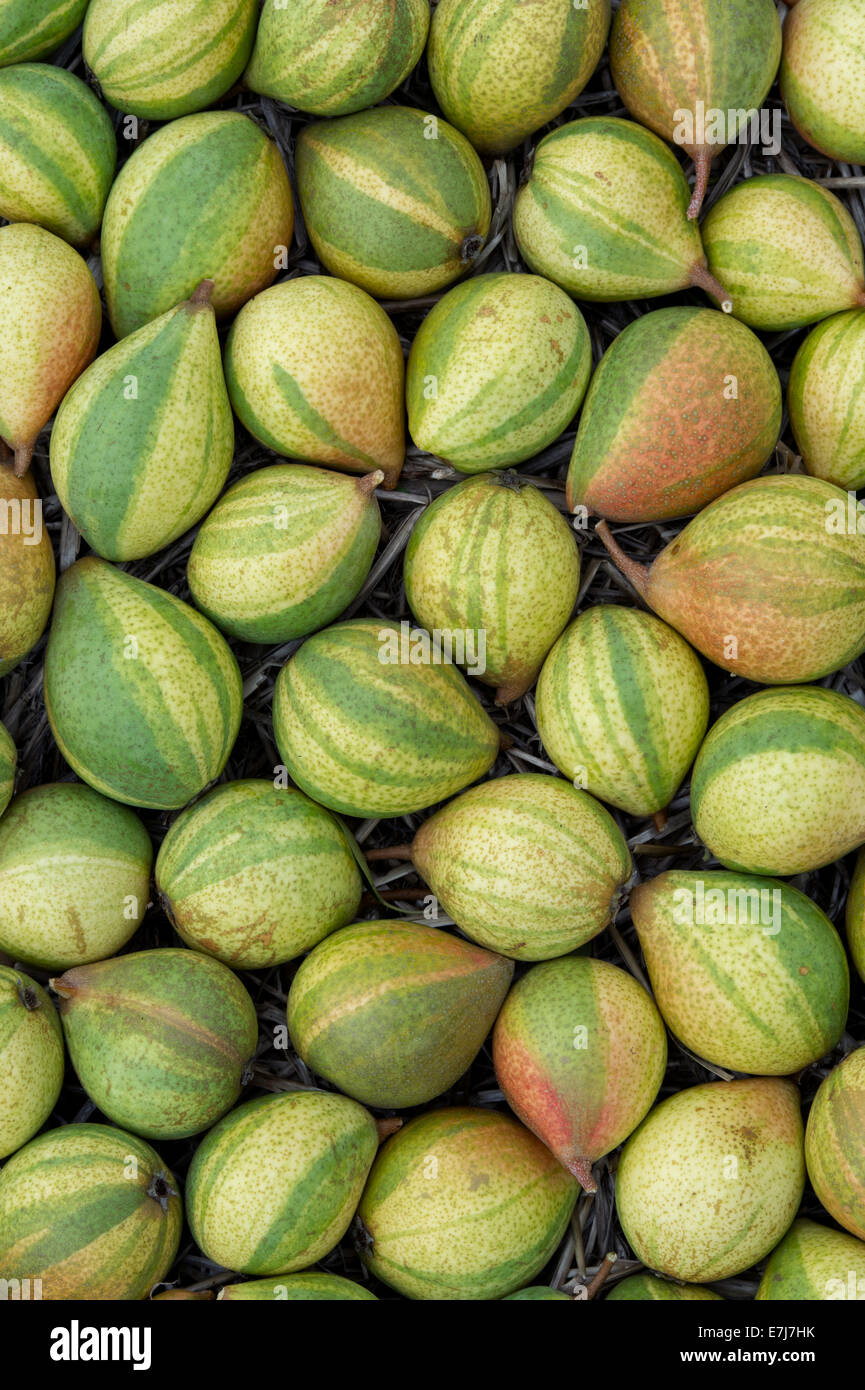 Pyrus communis 'Pysanka'. Pear 'Humbug'/ Easter pear pattern Stock Photo