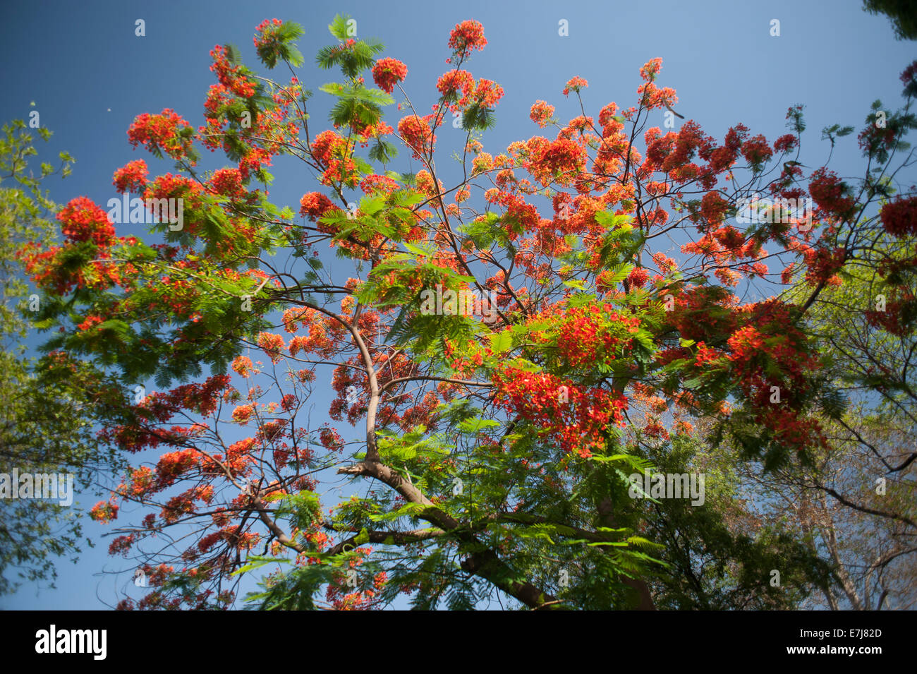 Flame tree  Delonix regia, Fabaceae,  Madagascar, Africa Stock Photo