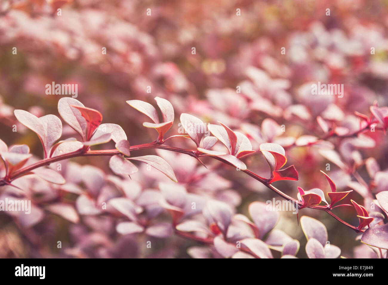 barberry bush in autumn sunlight, close up photo Stock Photo