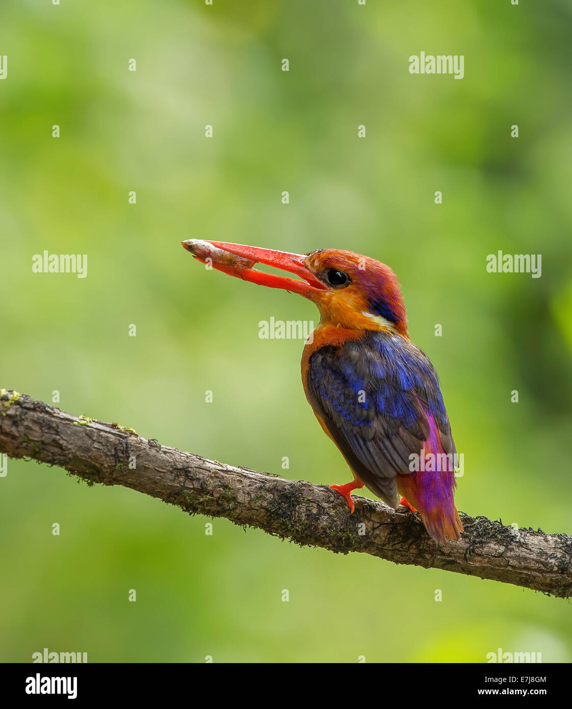 Three toad kingfisher hi-res stock photography and images - Alamy