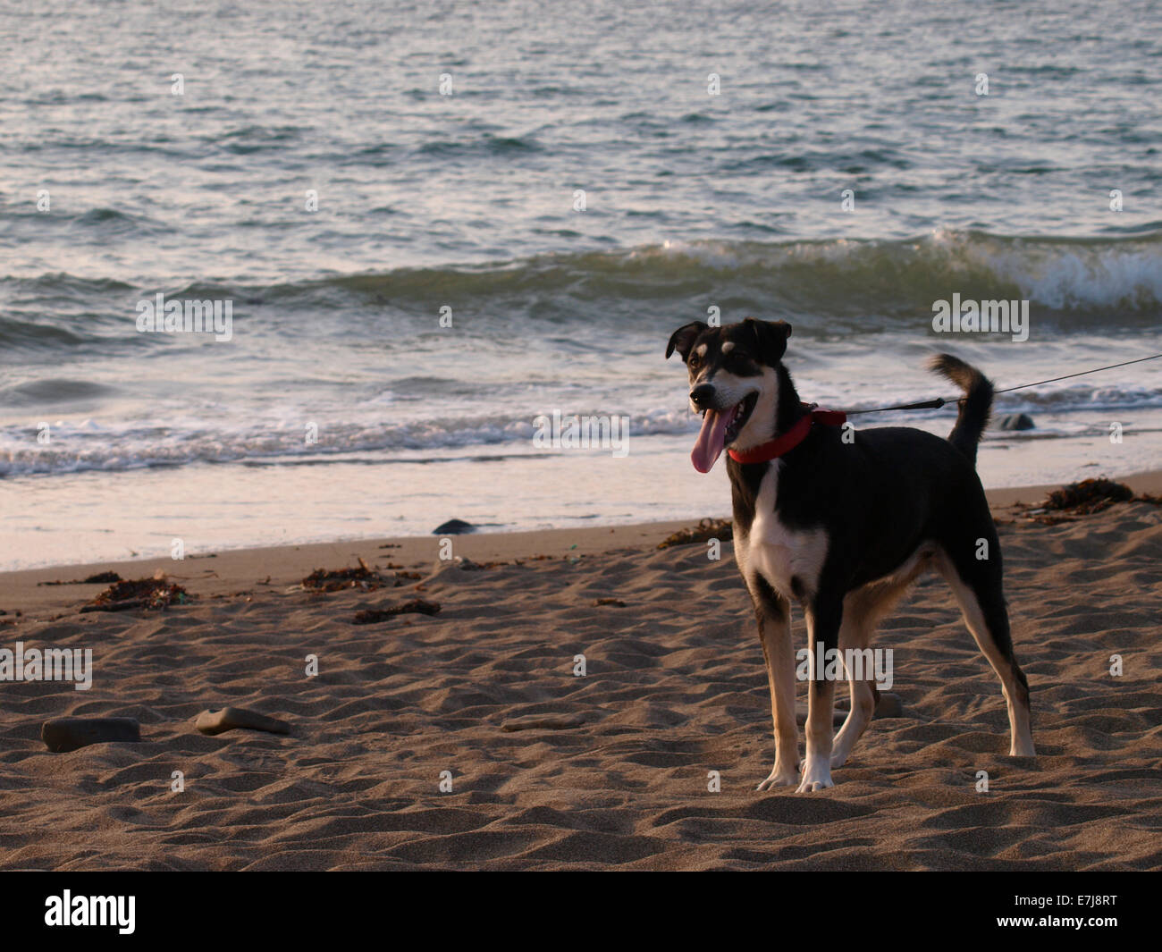 Young black and white dog on the beach, Bude, Cornwall, UK Stock Photo