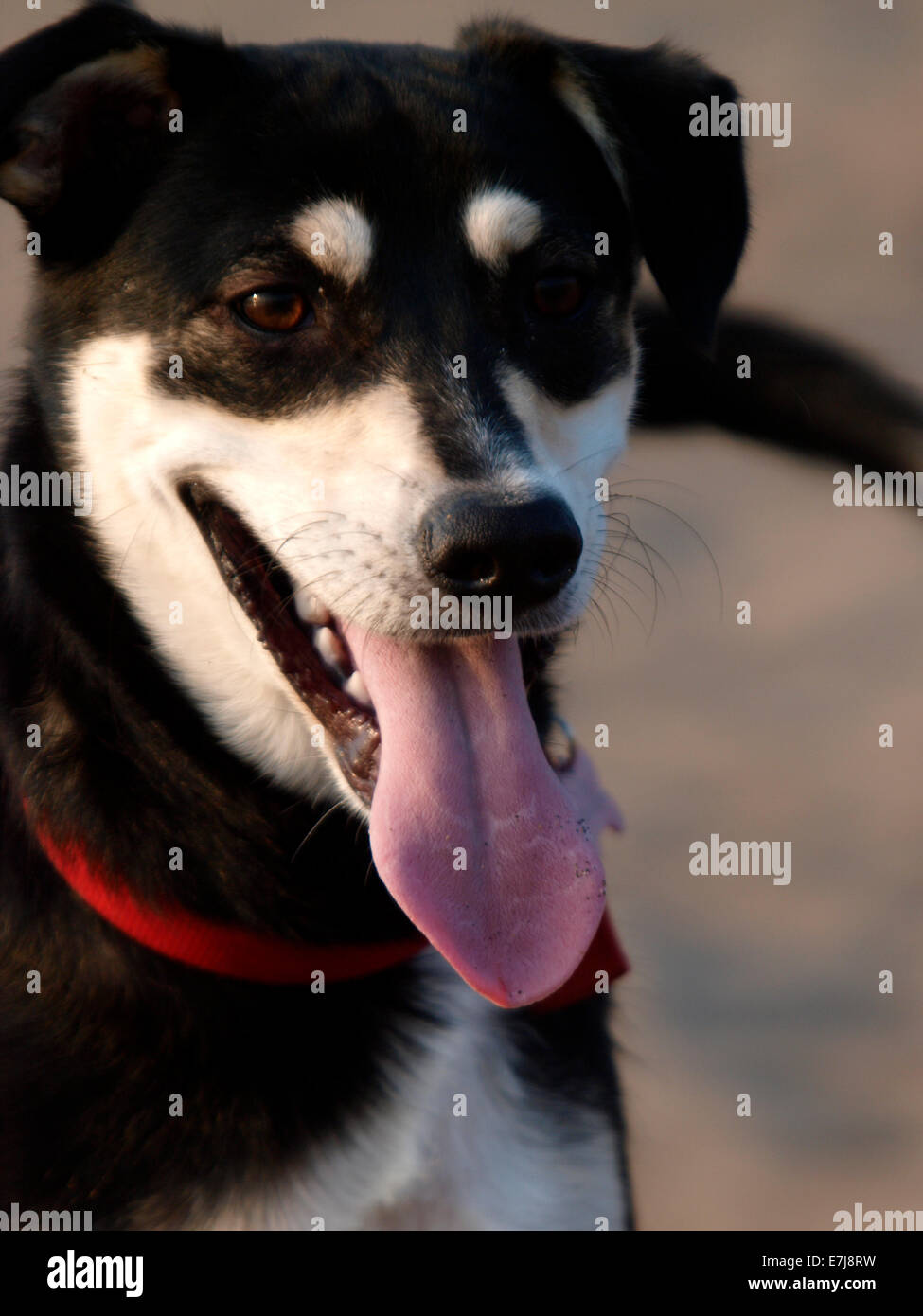Portrait of a black and white dog with tongue hanging out, UK Stock Photo