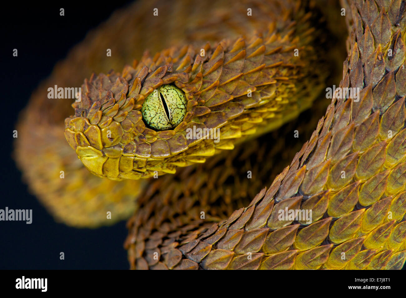 Close-up Of A Yellow Variable Bush Viper (Atheris Squamigera) From Central  African Countries. Stock Photo, Picture and Royalty Free Image. Image  153408574.