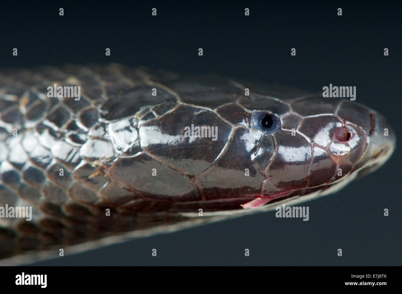 Mole snake / Atractaspis corpulenta Stock Photo