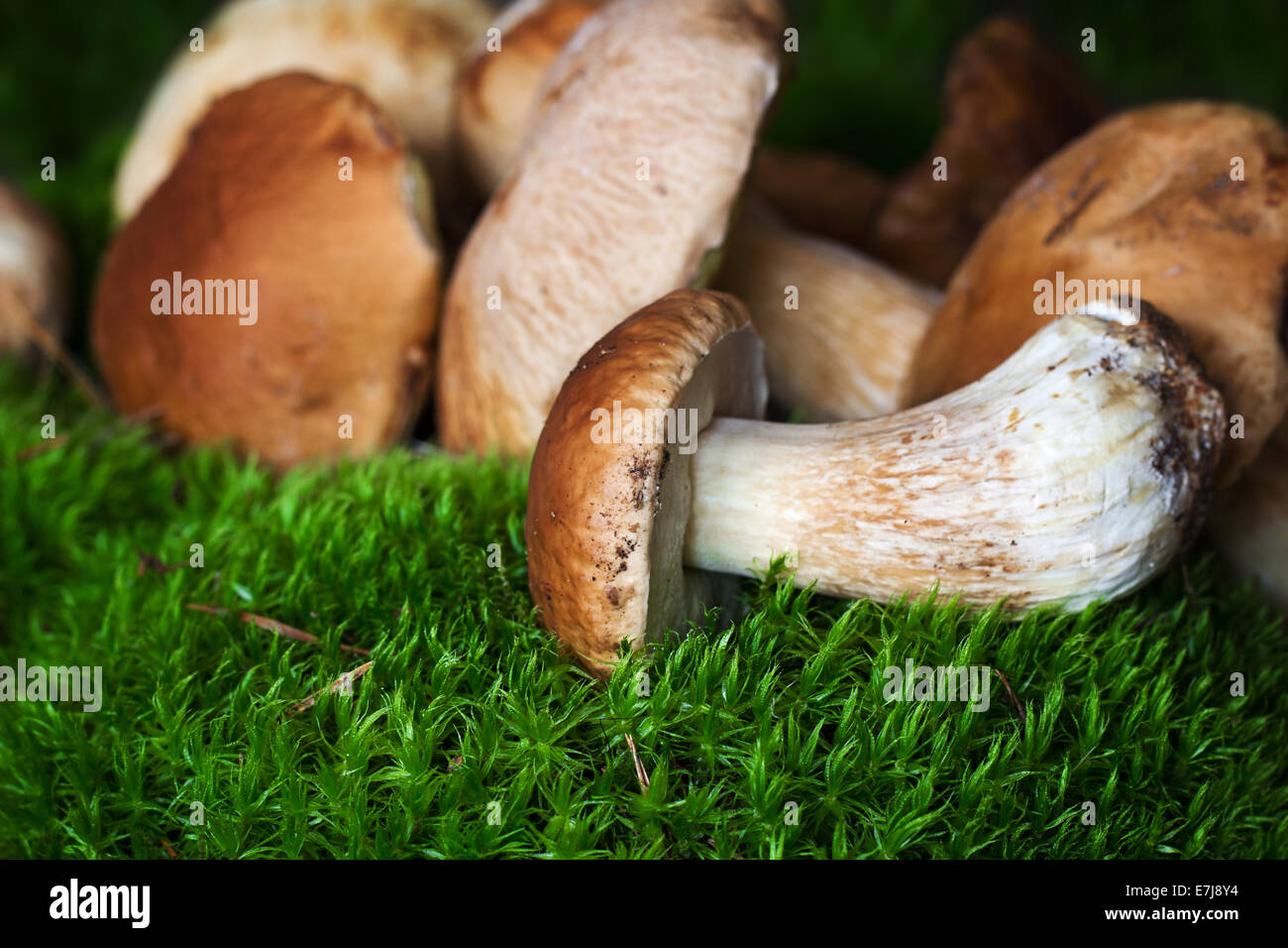 A bunch of mushrooms (porcini) on moss Stock Photo